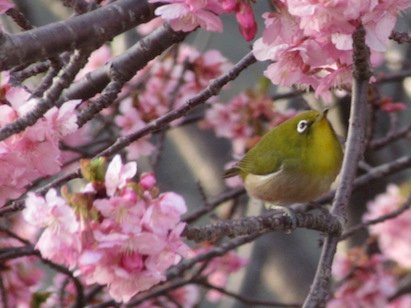 「ここ数日、一気に「春」めいて来ましたが、」の回答画像3