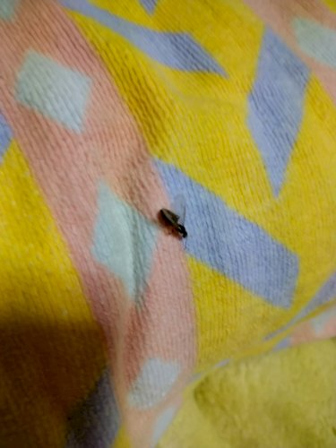 「これ羽アリですか？」の質問画像