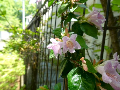 「この樹木の花は何でしょう」の質問画像
