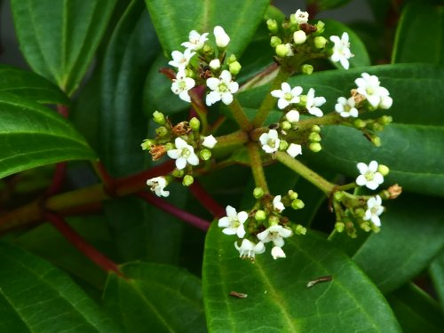「花（木）の名前を教えて下さい」の質問画像