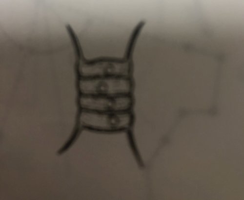 「この微生物の名称と特徴を教えて頂きたいの」の質問画像