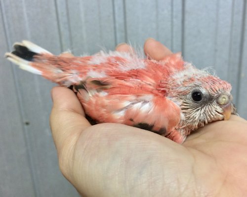 「このアキクサインコさんの雌雄の判別に対し」の質問画像