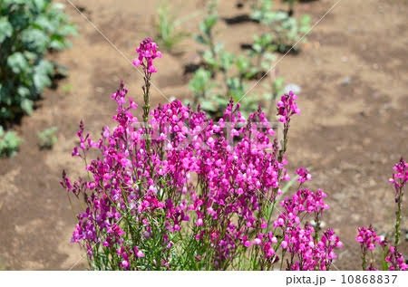 「この花の名前を教えてください。」の回答画像2