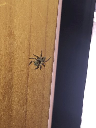 「この蜘蛛は何という名の蜘蛛ですか？」の質問画像