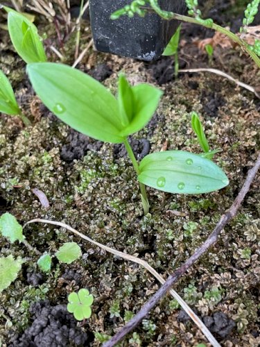 「植物の名前 教えてください」の質問画像