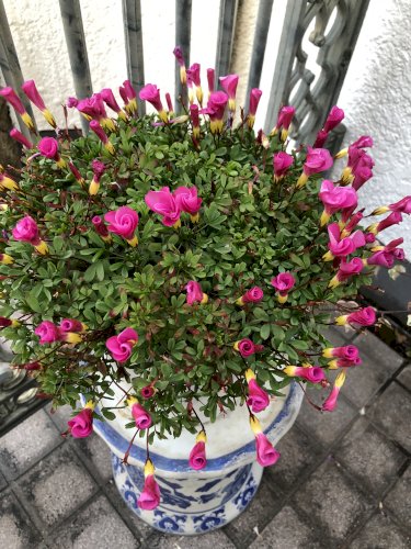 「この花の名前を教えてください。」の質問画像