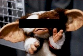 「エキゾチックショートヘアは好きかニャ？ 」の回答画像2