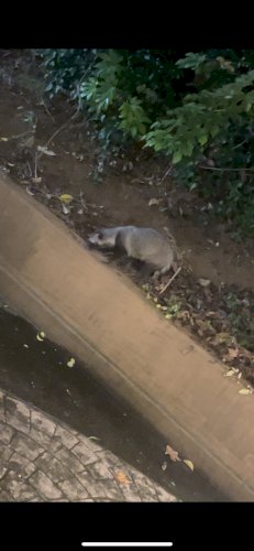 「見づらくてすみません。 この動物はなんで」の質問画像