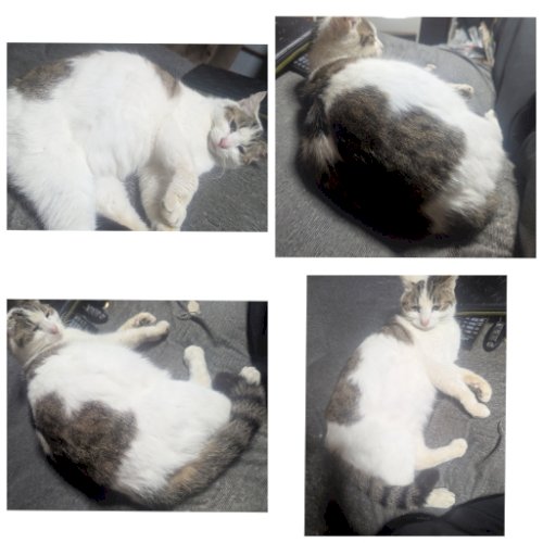 「家猫 エコー検査すれば分かりますが 獣医」の質問画像
