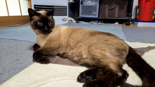 「みなさんは、このシャム猫がくつろいでいる」の質問画像