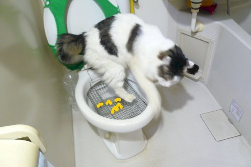 「教えてください。 ヴェクスター125 に」の回答画像2
