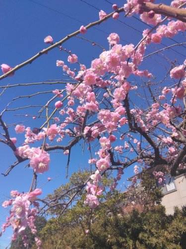 「この花は、梅ですか?桜ですか教えてくださ」の質問画像