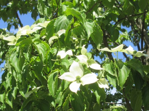 「この木のお花の名前を教えて下さい」の質問画像