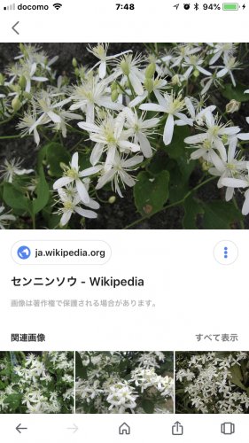 「この花の名前を教えてください。 波打ち際」の回答画像2