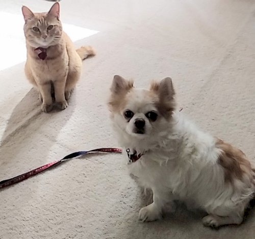 「教えてください。 去勢してあるオス猫を飼」の回答画像8