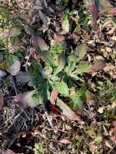 「草花の名前、教えてください」の質問画像