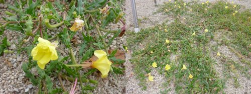 「この花の名前を教えてください」の質問画像