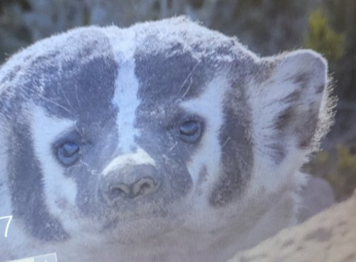 「この動物はなにもの？」の質問画像