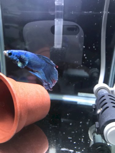 このベタの種類教えてください プレゼントで頂いて飼い始めたのです 魚類 教えて Goo