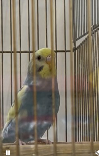 「セキセイインコ」の質問画像