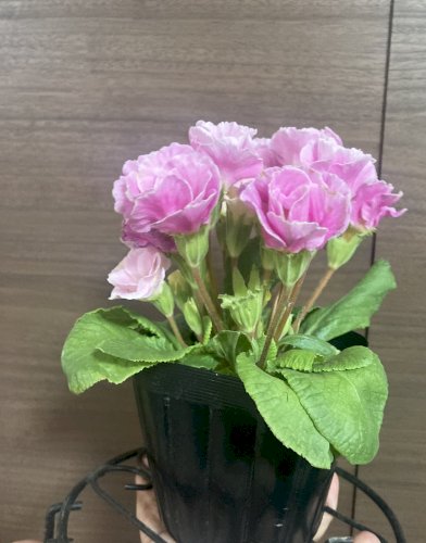 「この花の名前を教えてください。」の質問画像
