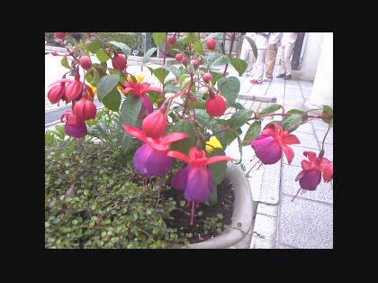 「この花の名前を教えて下さい」の質問画像