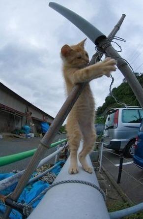 「猫の手も借りたいですよね・・・。」の質問画像