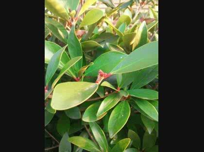 「この植物の名前を教えて下さい」の質問画像