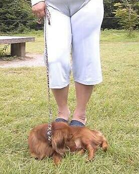 「愛犬がアソコをなめてて困ります、これって」の質問画像