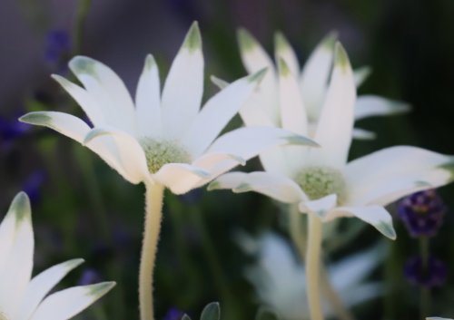 「花の名前を教えてください。」の質問画像