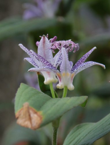 「この花の名前を教えて下さい。」の質問画像