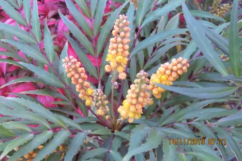 「植物 花」の質問画像