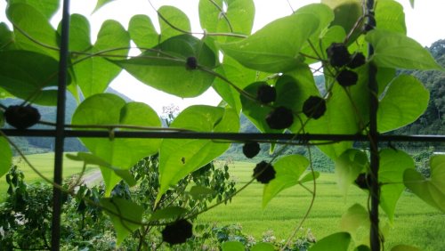 「この植物の名前を教えて下さい。」の質問画像