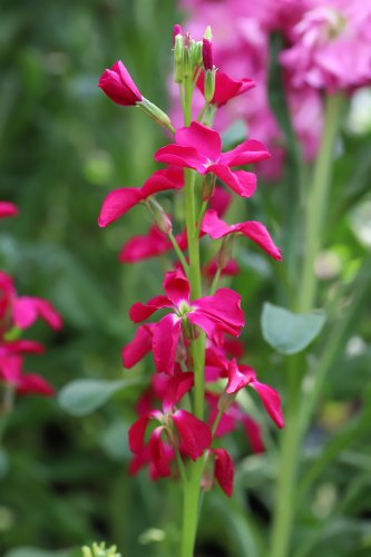 「この花の名前を教えてください よろしくお」の質問画像