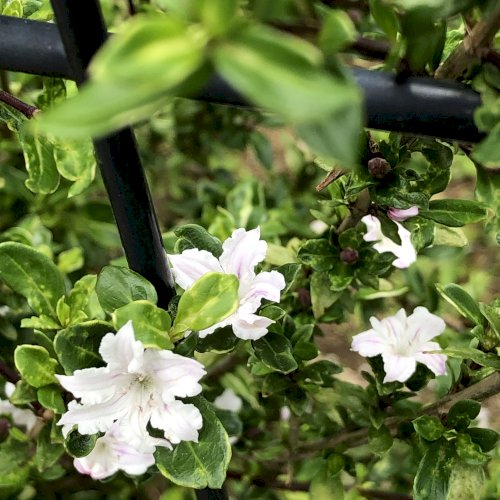 「この植物の名前を教えて下さい｡」の質問画像