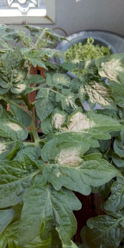 「ミニトマトの葉が茶色に」の質問画像
