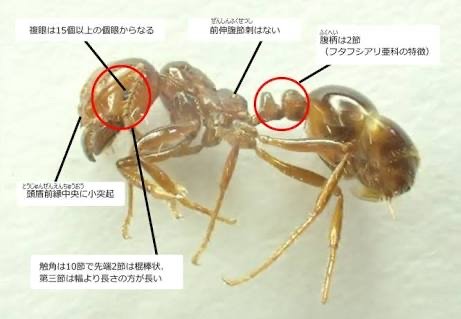 「このアリはヒアリでしょうか？ 近所で見た」の回答画像1