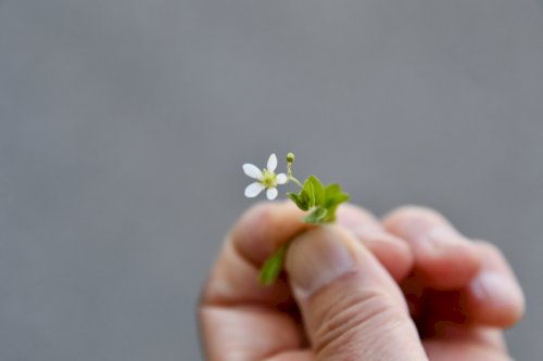 「標高1800mで見かけました。オオヤマフ」の質問画像