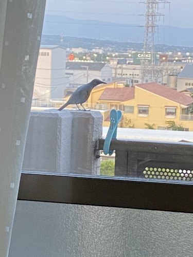 「綺麗な鳴き声の鳥なのですが朝から夜まで鳴」の質問画像
