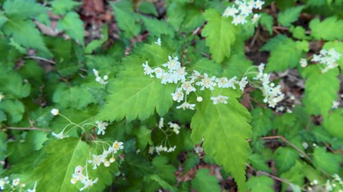 「この花の名前は」の質問画像