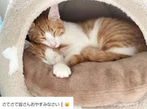 「｢雑談｣ です。(^_^) 夢・・・ 睡」の回答画像56