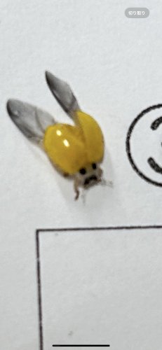 「このてんとう虫は、レアですか？」の質問画像