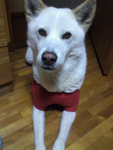 「愛犬の本気噛みに困っています。」の質問画像