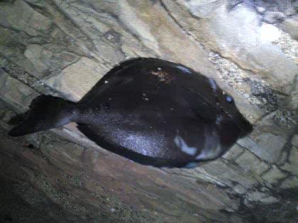 「魚の名前を教えてください。カワハギ？？」の質問画像