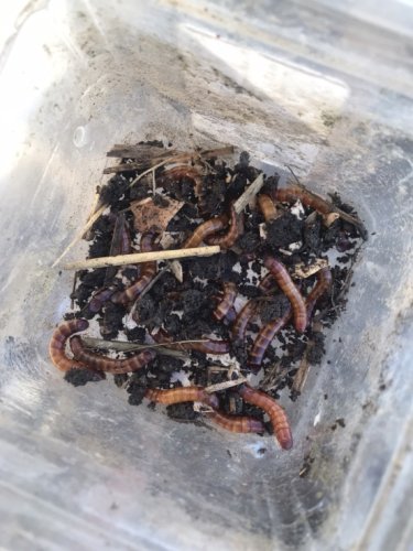 「ミミズコンポストの中に湧いたこの虫、なに」の質問画像