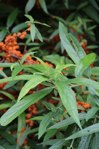 「この植物の名前は。」の補足画像1