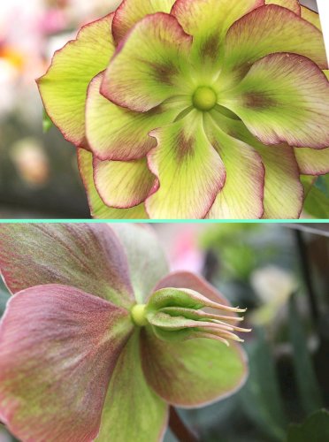 「この花の名前を教えてください」の質問画像