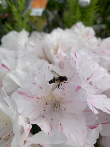 「この蜂の名前を教えて下さい」の質問画像