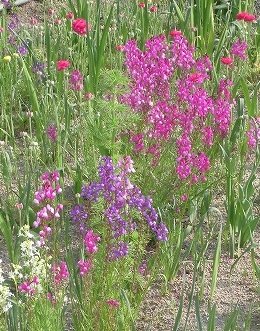 「この花の名前を教えてください。」の回答画像3