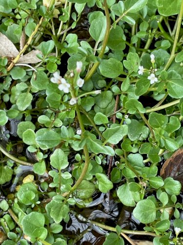 「野草の名前 教えてください」の質問画像